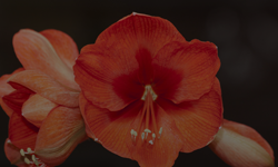 Amaryllis