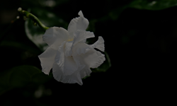 Gardênia