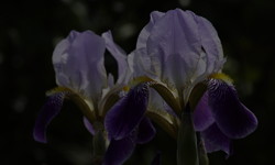 Iris