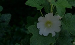 Malva Branca