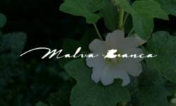 Logo - Malva Branca