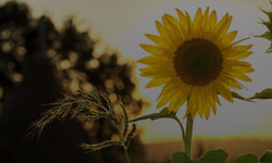 Linha Sol