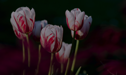 Tulipa